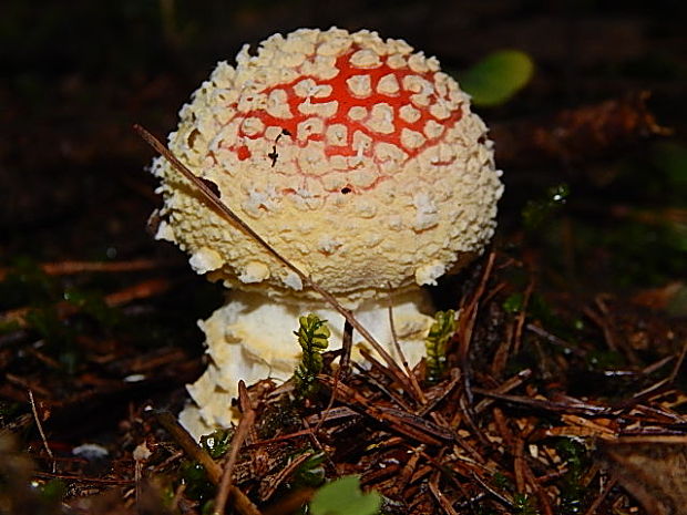 muchotrávka červená Amanita muscaria (L.) Lam.