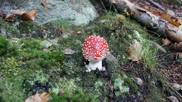 muchotrávka červená Amanita muscaria (L.) Lam.