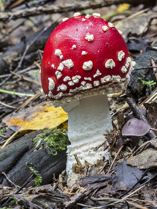 muchotrávka červená Amanita muscaria (L.) Lam.