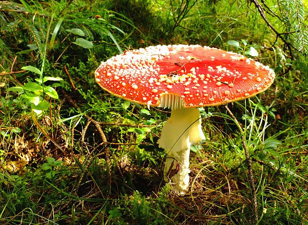 muchotrávka červená Amanita muscaria (L.) Lam.