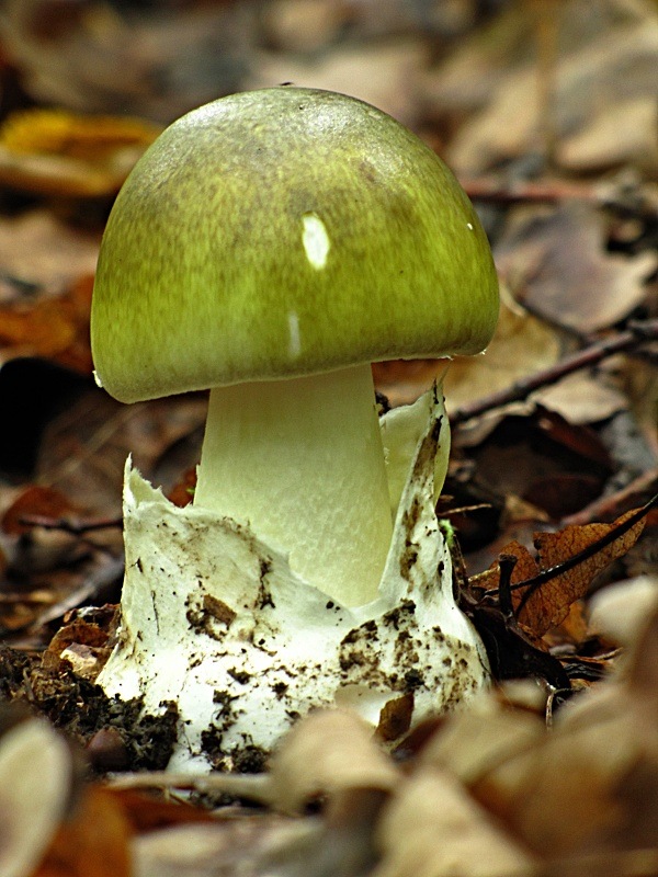 muchotrávka zelená-muchomůrka zelená Amanita phalloides (Vaill. ex Fr.) Link