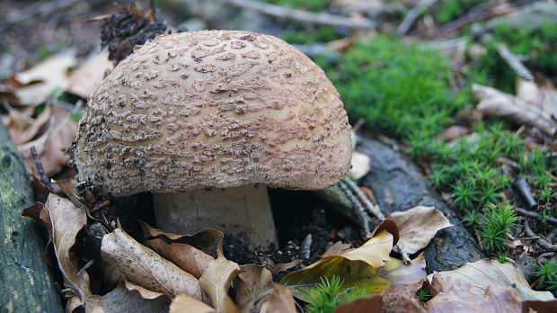 muchotrávka červenkastá Amanita rubescens Pers.