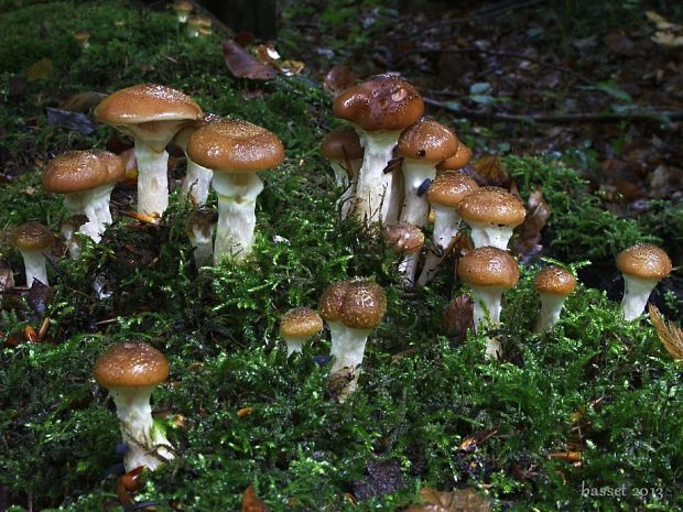 podpňovka žltá Armillaria gallica Marxm. & Romagn.