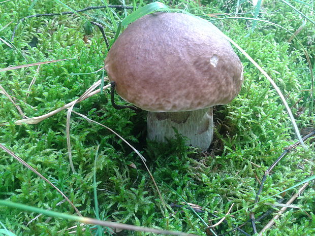 hríb smrekový Boletus edulis Bull.