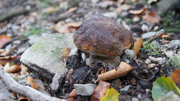 hríb smrekový Boletus edulis Bull.