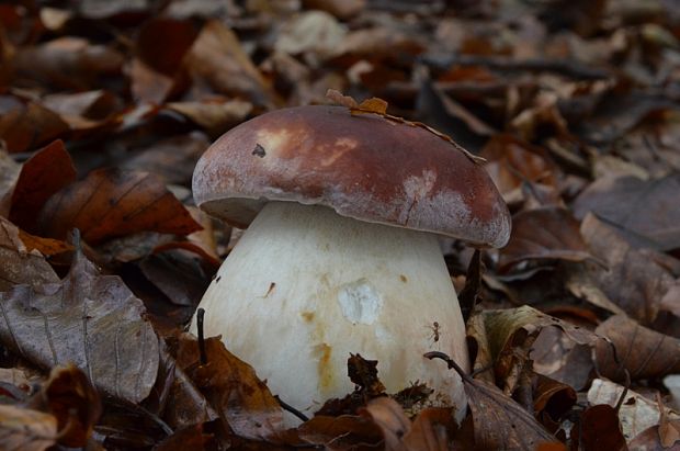 hríb sosnový Boletus pinophilus Pil. et Dermek in Pil.