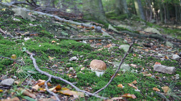 hríb dubový Boletus reticulatus Schaeff.