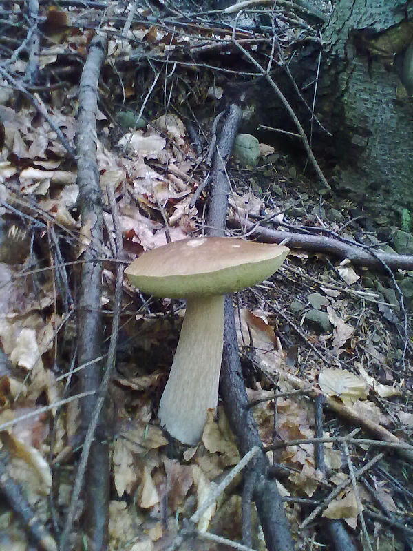 hríb dubový Boletus reticulatus Schaeff.