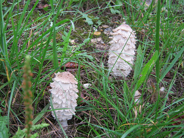 hnojník obyčajný Coprinus comatus (O.F. Müll.) Pers.