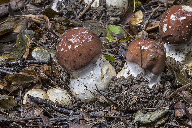 pavučinovec mohutný Cortinarius praestans (Cordier) Gillet