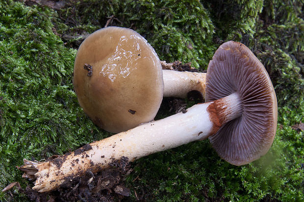 pavučinovec Cortinarius sp.