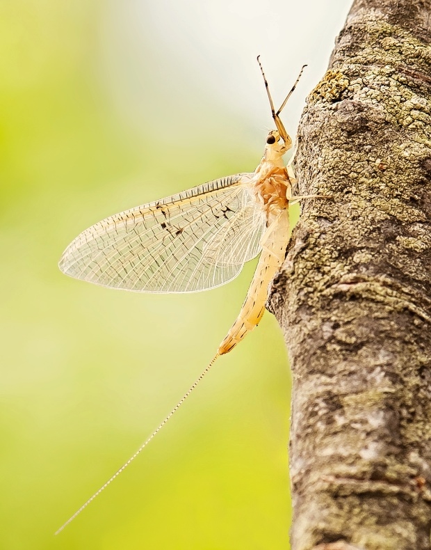 podenka Ephemera vulgata