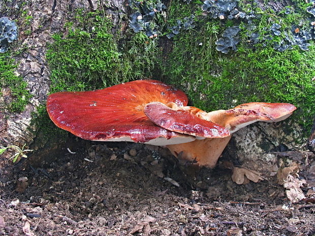 pečeňovec dubový Fistulina hepatica (Schaeff.) With.