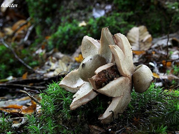 hviezdovka Geastrum sp.