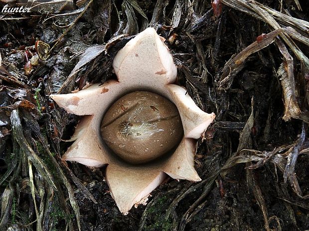 hviezdovka Geastrum sp.