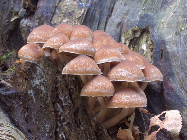 strapcovka tehlovočervená Hypholoma lateritium (Schaeff.) P. Kumm.