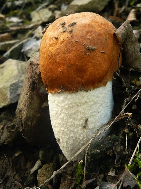 kozák osikový Leccinum albostipitatum den Bakker & Noordel.