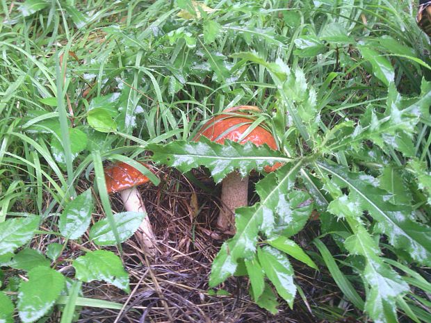 kozák osikový Leccinum albostipitatum den Bakker & Noordel.