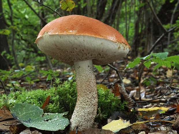 kozák dubový Leccinum aurantiacum (Bull.) Gray