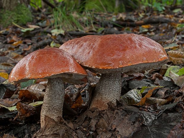 kozák dubový Leccinum aurantiacum (Bull.) Gray