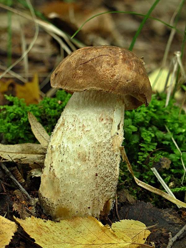 kozák brezový-kozák březový Leccinum scabrum (Bull.) Gray