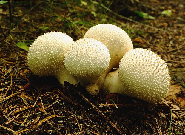 prášnica bradavičnatá Lycoperdon perlatum Pers.