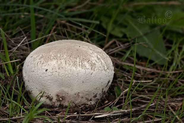 rozpadavec dlabaný Lycoperdon utriforme Bull.