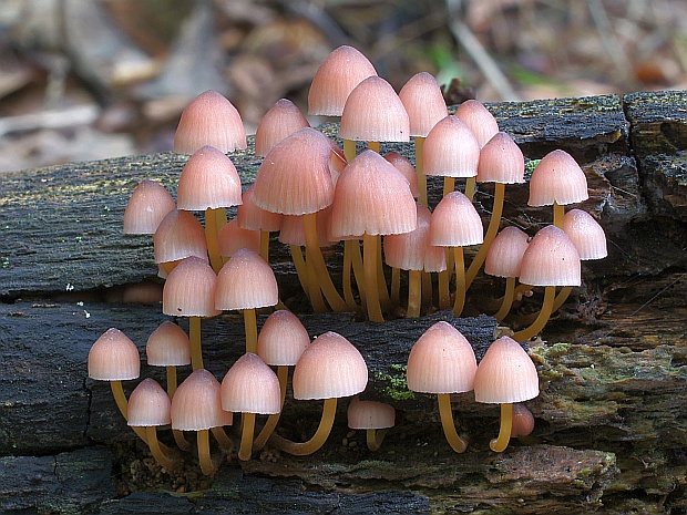 prilbička žltohlúbiková Mycena renati Quél.