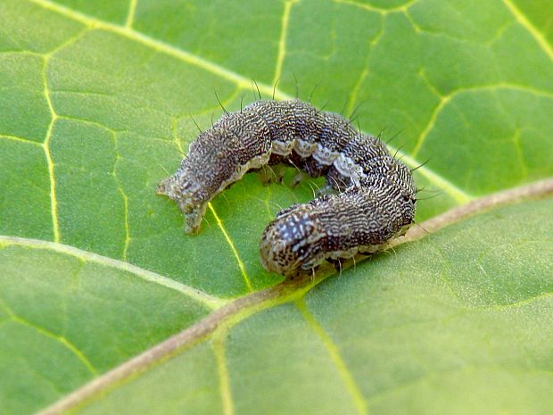 sivkavec Noctuidae, Xyleninae