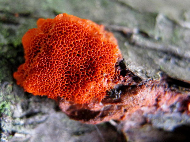 červenica rumelková Pycnoporus cinnabarinus (Jacq.) P. Karst.