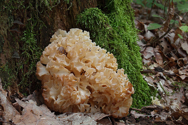 kučierka veľká Sparassis crispa (Wulfen) Fr.