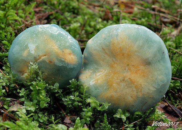 golierovka zelenomodrá Stropharia caerulea Kreisel