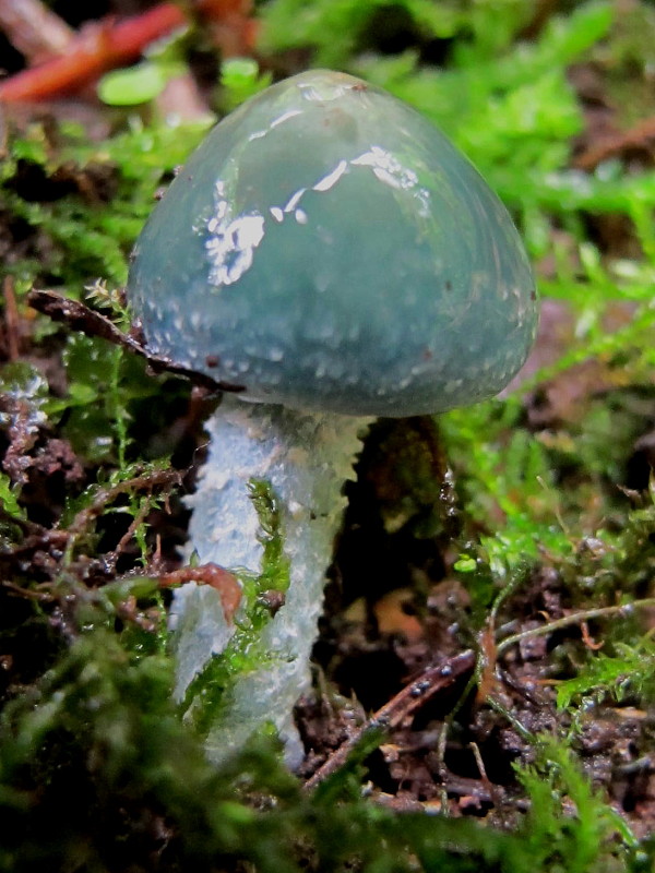 golierovka Stropharia sp.