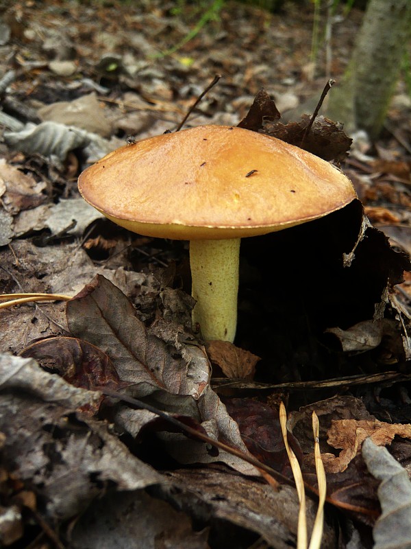 masliak zrnitý Suillus granulatus (L.) Roussel