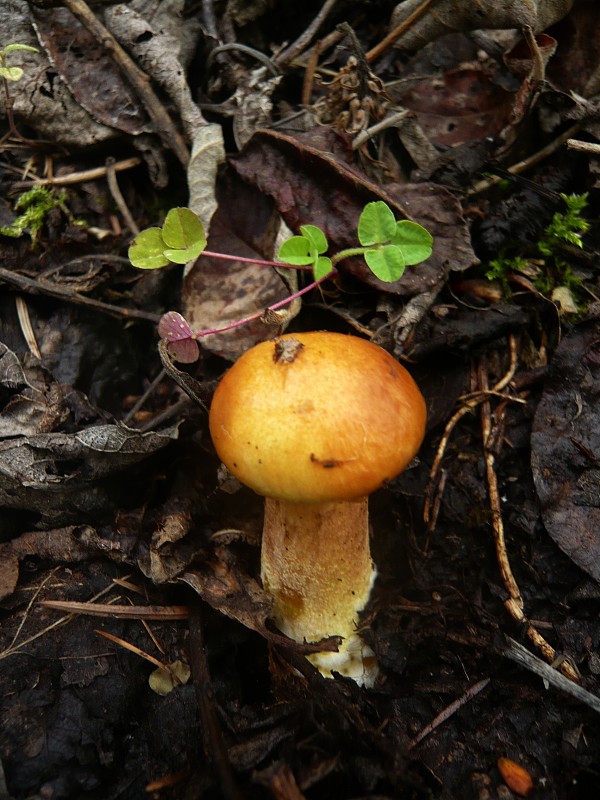 masliak smrekovcový Suillus grevillei (Klotzsch) Singer