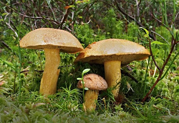 masliak strakatý Suillus variegatus (Sw.) Kuntze