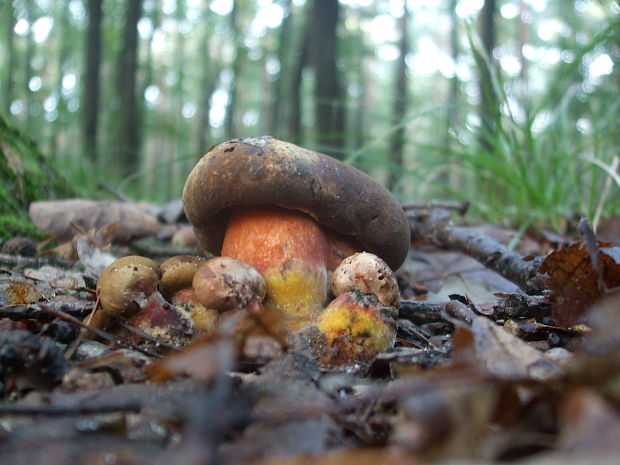 hríb zrnitohlúbikový Sutorius luridiformis (Rostk.) G. Wu & Zhu L. Yang