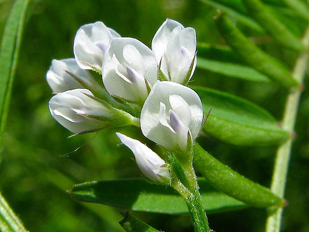 vika chlpatá/vikev chlupatá Vicia hirsuta (L.) Gray