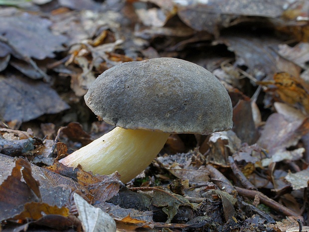 suchohríb zamatový Xerocomellus pruinatus (Fr.) Šutara