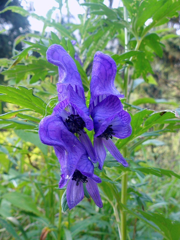 prilbica pestrá / oměj pestrý Aconitum variegatum L.