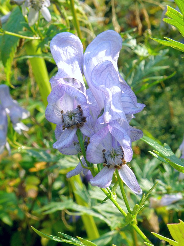 prilbica pestrá / oměj pestrý Aconitum variegatum L.