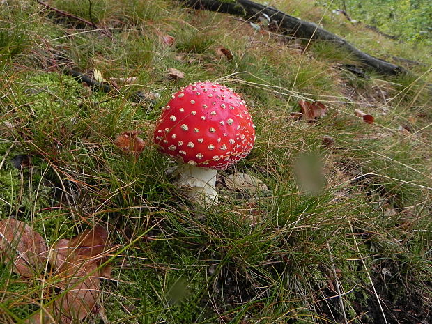 muchotrávka červená Amanita muscaria (L.) Lam.