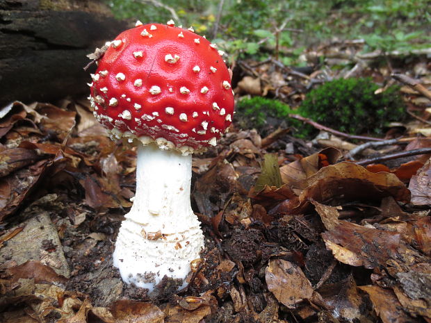 muchotrávka červená Amanita muscaria (L.) Lam.