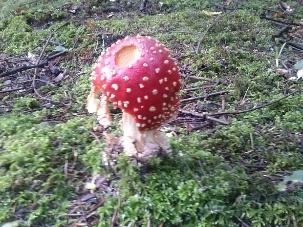 muchotrávka červená Amanita muscaria (L.) Lam.