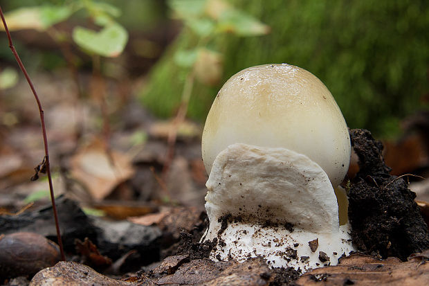 muchotrávka zelená Amanita phalloides (Vaill. ex Fr.) Link