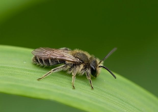 pieskárka Andrena sp.