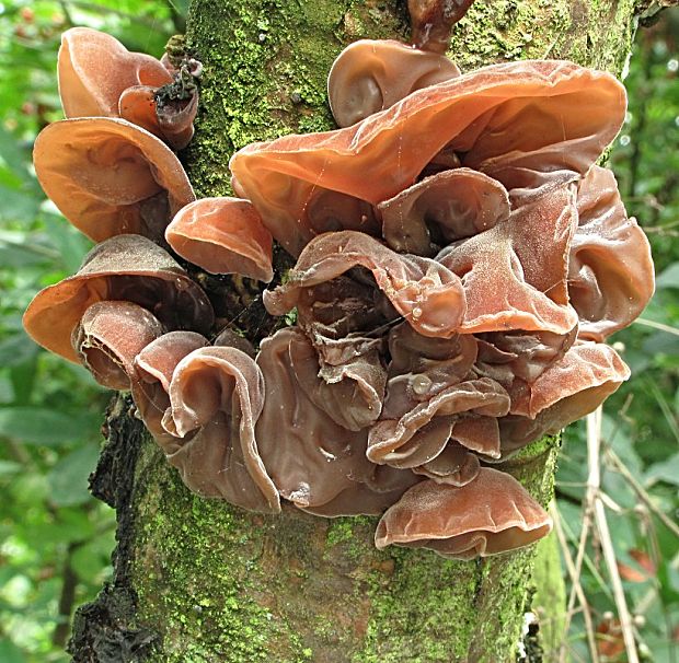 uchovec bazový-boltcovitka ucho Jidášovo Auricularia auricula-judae (Bull.) Quél.