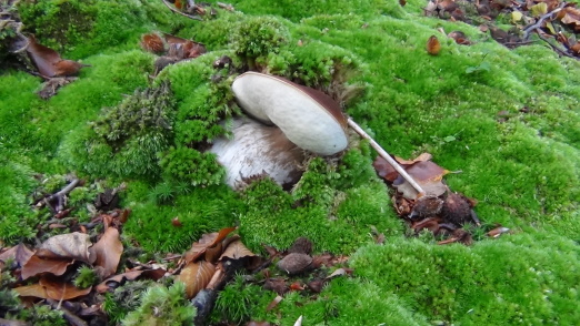 hríb smrekový Boletus edulis Bull.