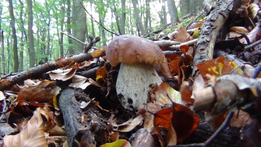 hríb smrekový Boletus edulis Bull.