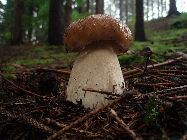 hríb smrekový Boletus edulis Bull.